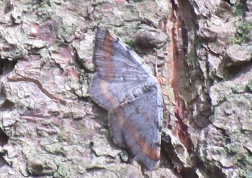 Réf. 190 603 : Macaria liturata